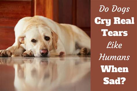 Top 137 Do Animals Shed Tears