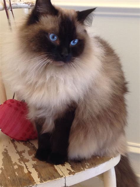 The History And Personality Of Ragdoll Cats Catsinfo