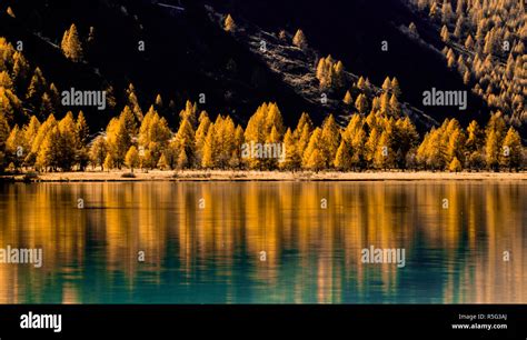 Yellow Larch Trees Line The Shores Of A Calm Mountain Lake With