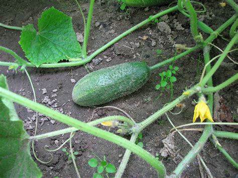 How To Grow Cucumbers In A Home Garden An Illustrated Guide