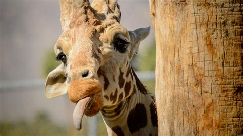 Images & pictures of giraffes giraffe wallpaper download 101 photos. Giraffe Wallpapers HD 1080p for Desktop, Mobile - Great ...