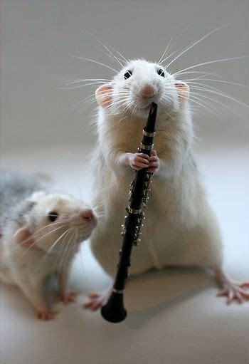 1000 Images About Rats Love Music On Pinterest Rats Mice And A Rat