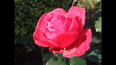 The diagram shows a 2+ year old shrub before and after pruning, once all stems have been cut back by half. How to prune a Rose bush to encourage more blooms - YouTube