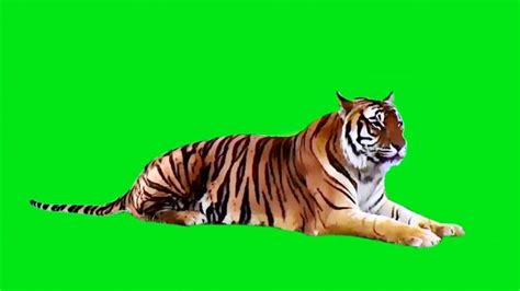 Real Tiger on Green Screen | Green Screen Animals - Free | Greenscreen, Green screen video ...