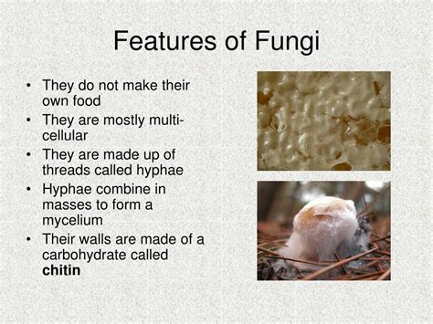 Ppt Fungi Powerpoint Presentation Free Download Id2034308