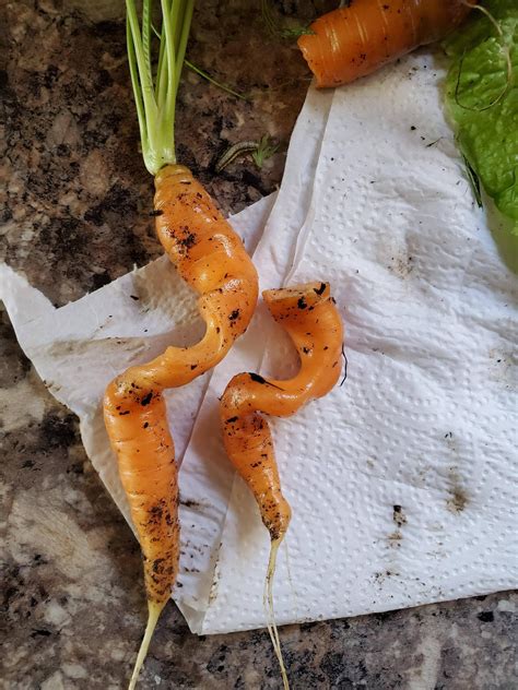 My Carrots Grew Strangely Intertwined Rmildlyinteresting