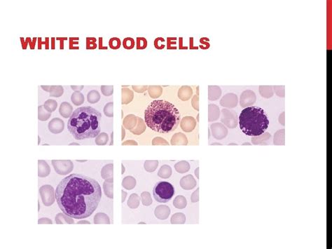 White Blood Cells Disorders Lec 1 The White