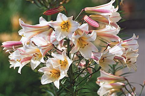Für den versand ihrer bestellung nach de berechnen wir pauschal einmalig 3,99 euro. Neues für den Garten!