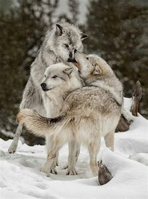 Pin By Angeilina Erwin Rodriguez On Gray Wolf Animals Beautiful Wolf