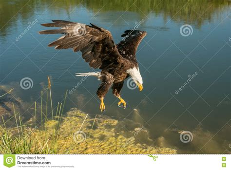 Bald Eagle Landing Stock Image Image Of Symbol Bald 74762243