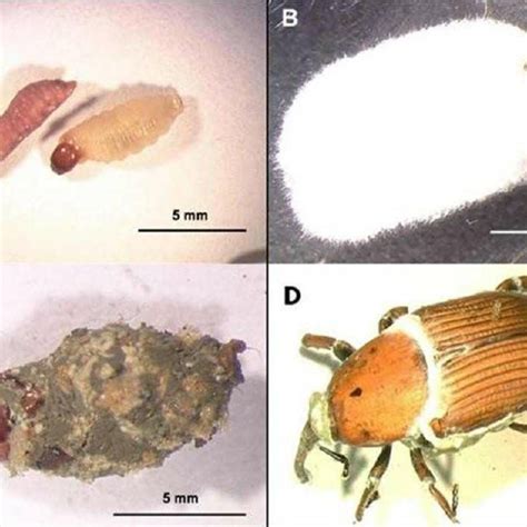 Pdf Evaluation Of The Entomopathogenic Fungi Metarhizium Anisopliae And Beauveria Bassiana