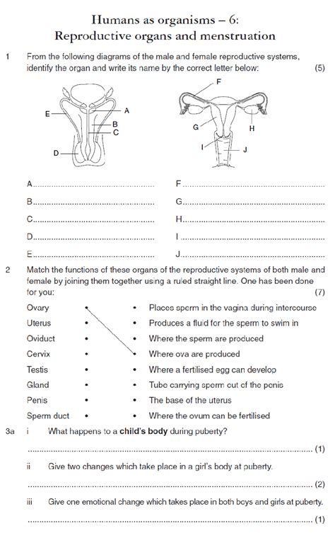 The Reproductive System Worksheets Answer Key