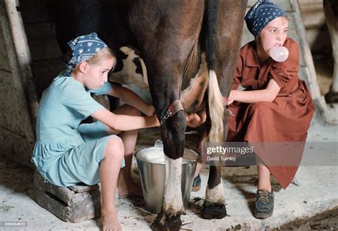An Amish Girl Blows A Chewing Gum Bubble As She Milks A Cow Photo