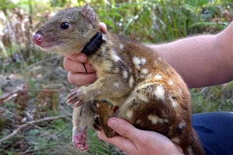 Pet Quolls Are Practically Useless For Real World Conservation