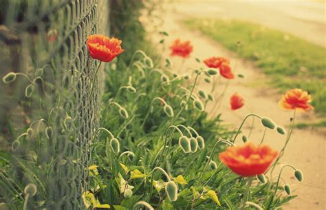Wallpaper 2048x1320 Px Bokeh Fence Flower Flowers Green Mesh