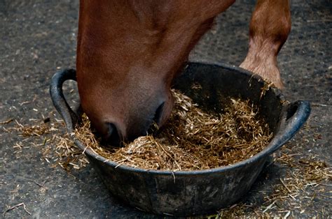 How Much Should I Feed My Horse Dengie Horse Feeds