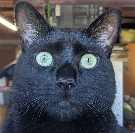 70 Funny Black Cat Names Petpress