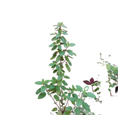 Importance Of Basil Tulsi Plants And Why It Is Used Tulsi Plant