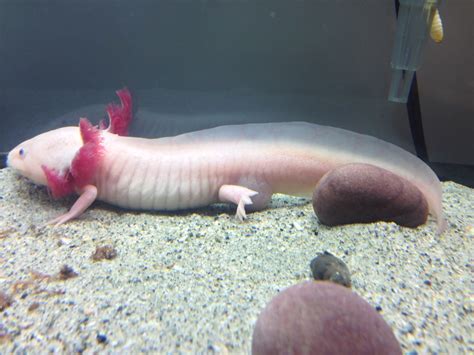 What Does Axolotl Poop Look Like