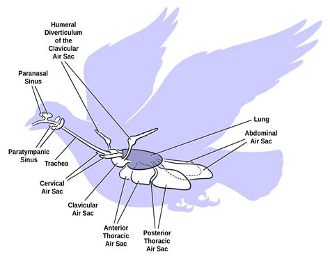 Respiration And Circulation Ornithology