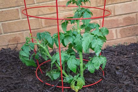 Tomato Cages How To Use Best Types And One Type You Shouldnt Use