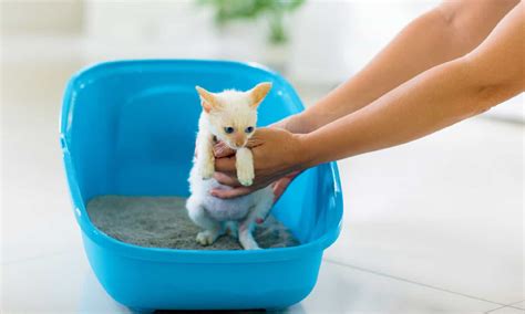 How To Make Your Kitten Poop 5 Proven Techniques A Z Animals