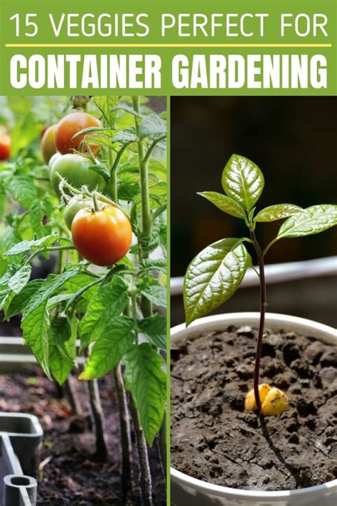 15 Veggies Perfect For Container Gardening
