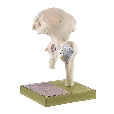 Ns20 Hip Joint