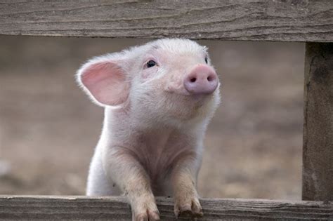 30 Cute Pig Pictures