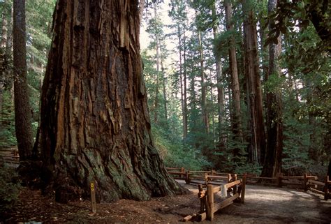 Big Grove Of Old Growth Santa Cruz Redwoods Saved
