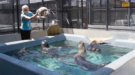 The Marine Mammal Center Youtube