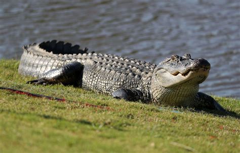 A Manicurist Was Killed By An Alligator Following A House Call During