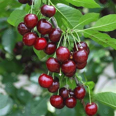 Prunus Cerasus Morello Sour Cherry Tree Free Delivery