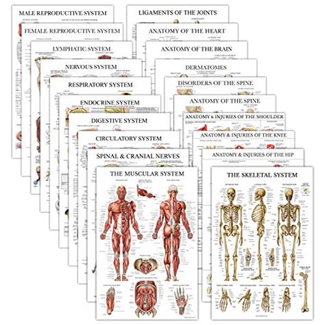 Laminated X Muscular System Nervous System Anatomy Posters