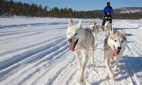 Lapland Husky Sledding Breaks All Paws Forward In Northern Sweden