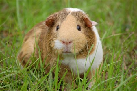Why Are Guinea Pigs Called Guinea Pigs Or Cavies