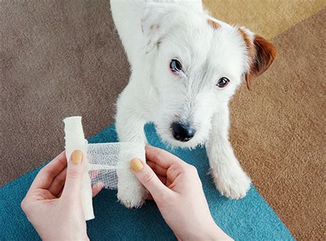 What Is Prednisone Used To Treat In Dogs