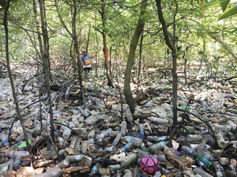 Prime minister wife acting as if she's the social media isn't make it better. Protecting our mangroves and coastal wetlands | New ...