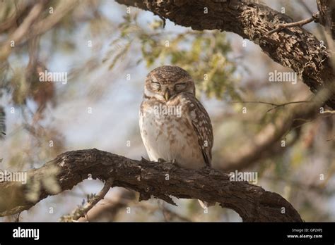 The Spotted Owlet At Bharatpur Keoladeo Bird Sanctuary Unesco World Heritage Site Stock Photo