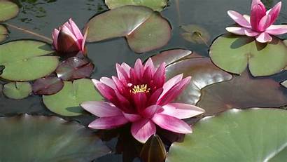 Lotus Water Lily Flower Pond Plant Flora