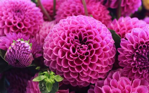Download Wallpapers Dahlia Pink Dahlias Pink Flowers Asters For