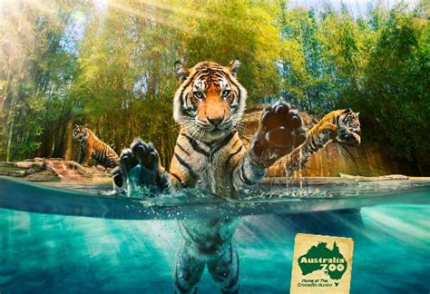 Australia Zoo Beerwah 2018 All You Need To Know Before You Go With