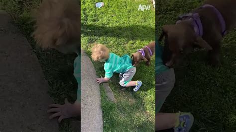 These Pets Are PAW-Dorable!! 🤣 😍 🐶 #pets #funny #cat #dog #afv #funny #