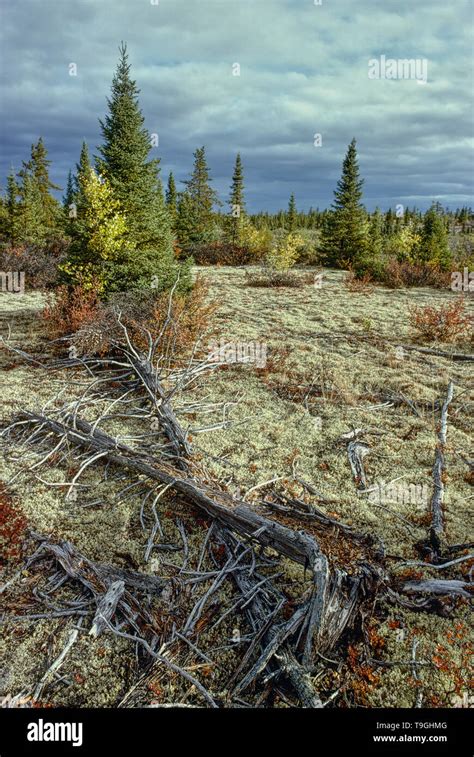 Boreal Forest At James Bay Hi Res Stock Photography And Images Alamy