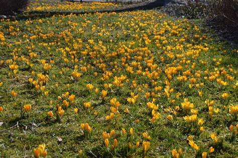 Free Images Nature Field Meadow Prairie Flower Spring Botany