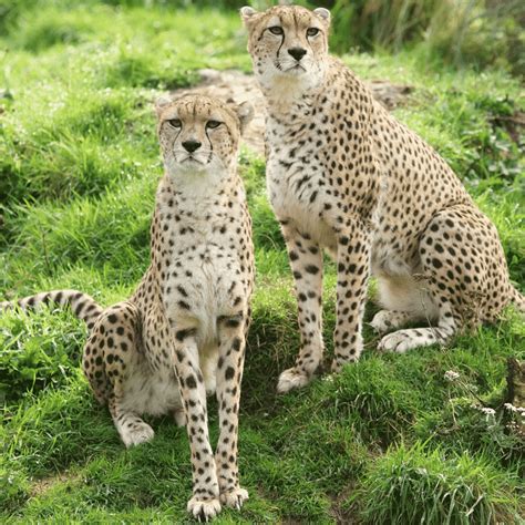 Cheetah Dartmoor Zoo