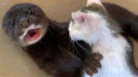 Cute Baby Otter And Cat Have Fun Together That Is Really Fantastic