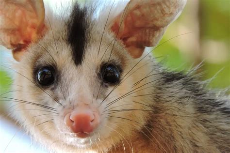 10 Opossum Facts That Will Stump You Assorted Animals
