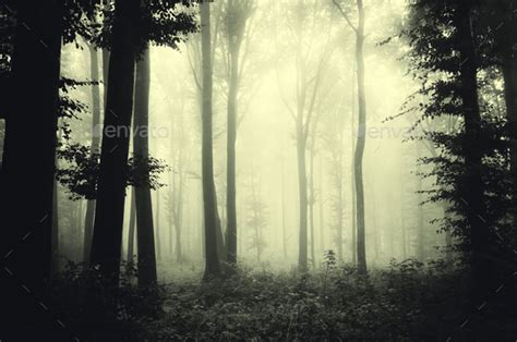Mysterious Dark Forest With Fog And Strange Light Through Trees Stock