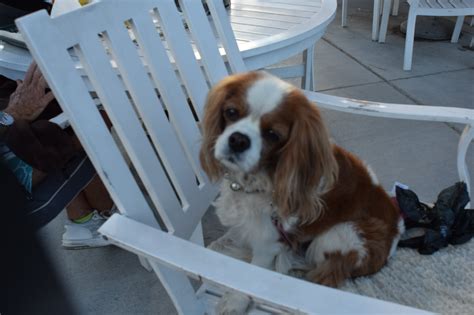 You'll also find a washer and dryer at the cabin, so pack light and leave more room for souvenirs! Pet Friendly Restaurants - Destination Big Bear